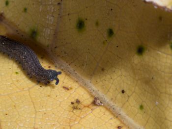 Media type: image; Invertebrate Zoology 152095
